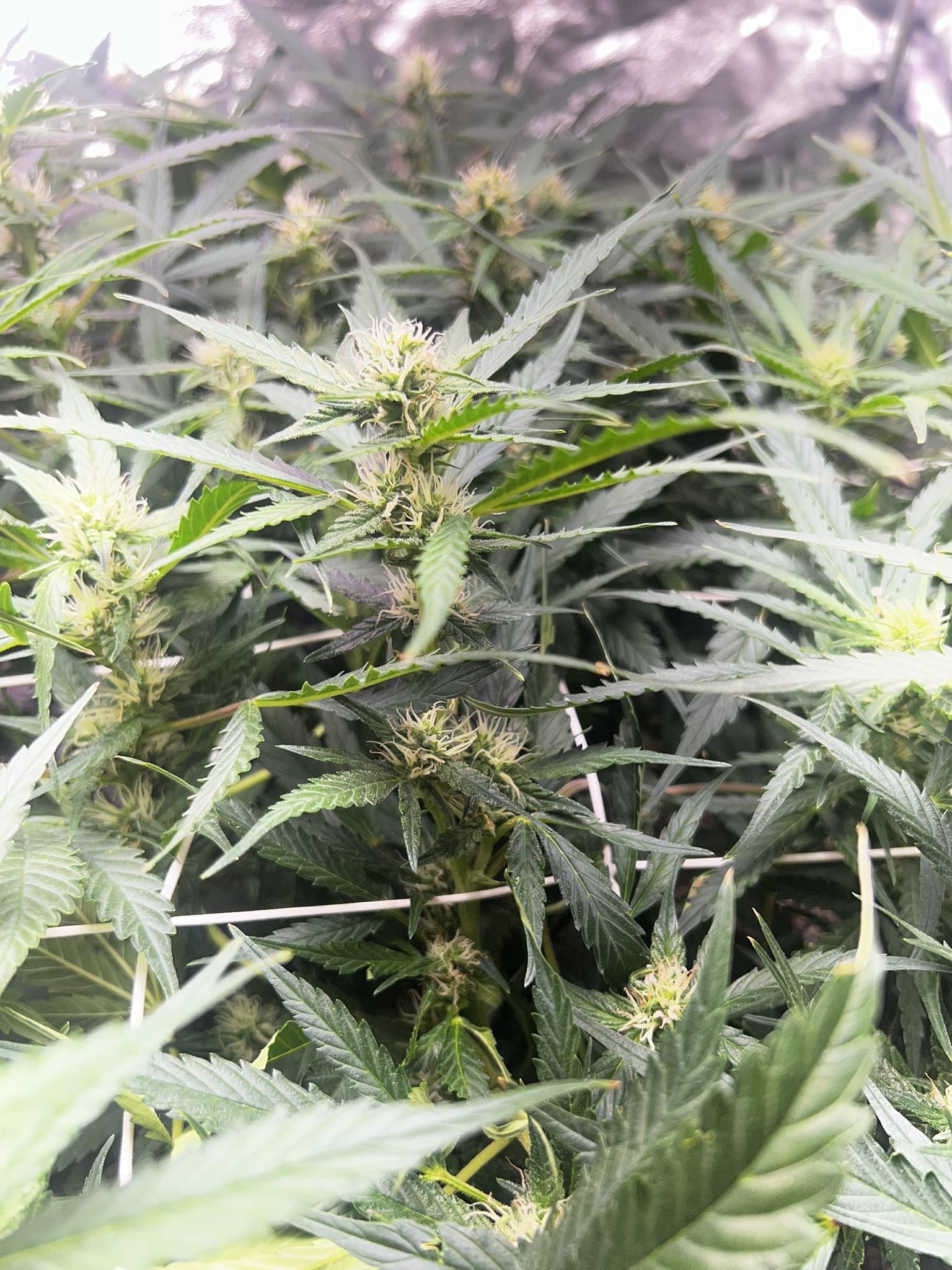 Harvest 1