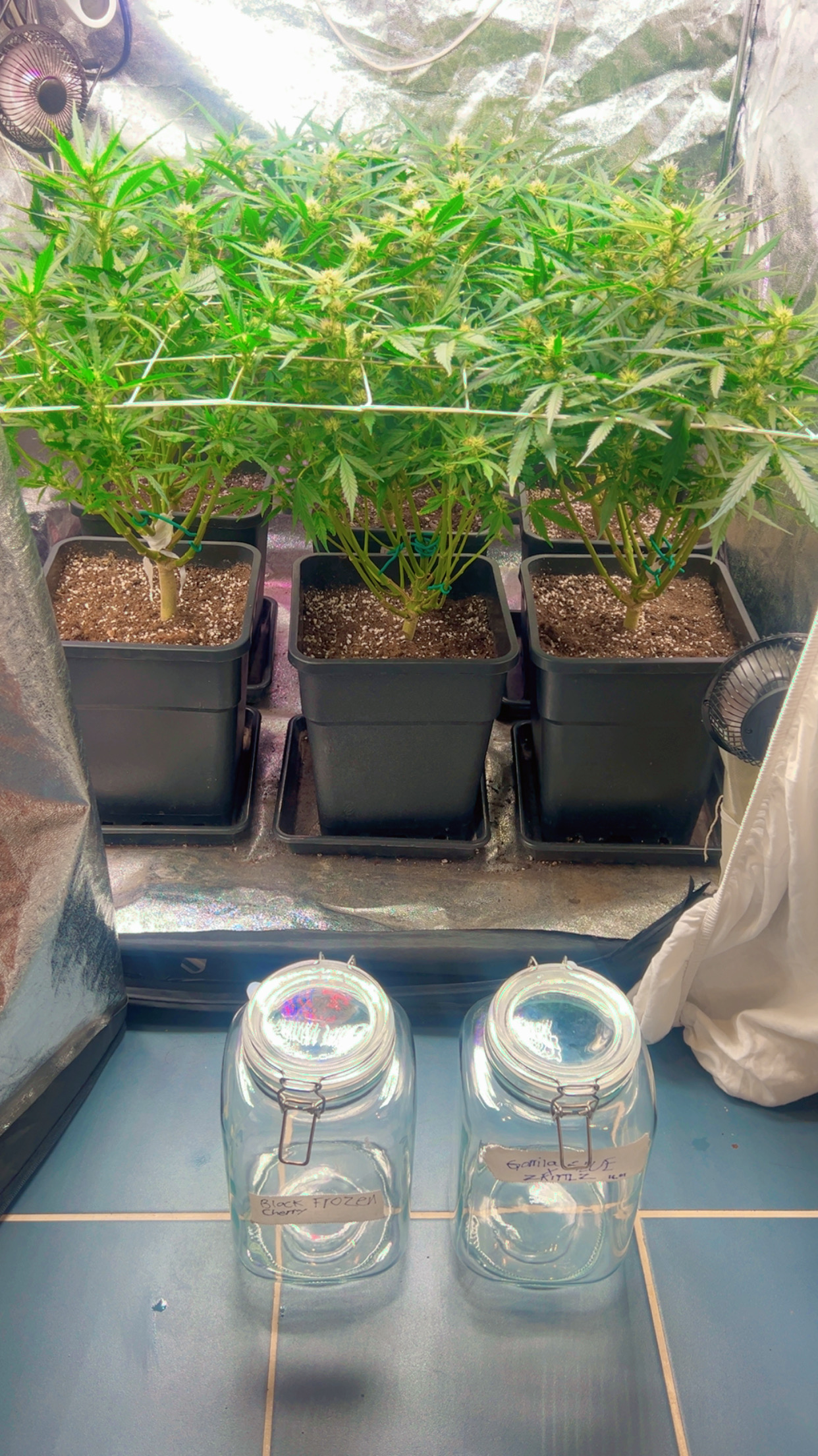 Harvest 2