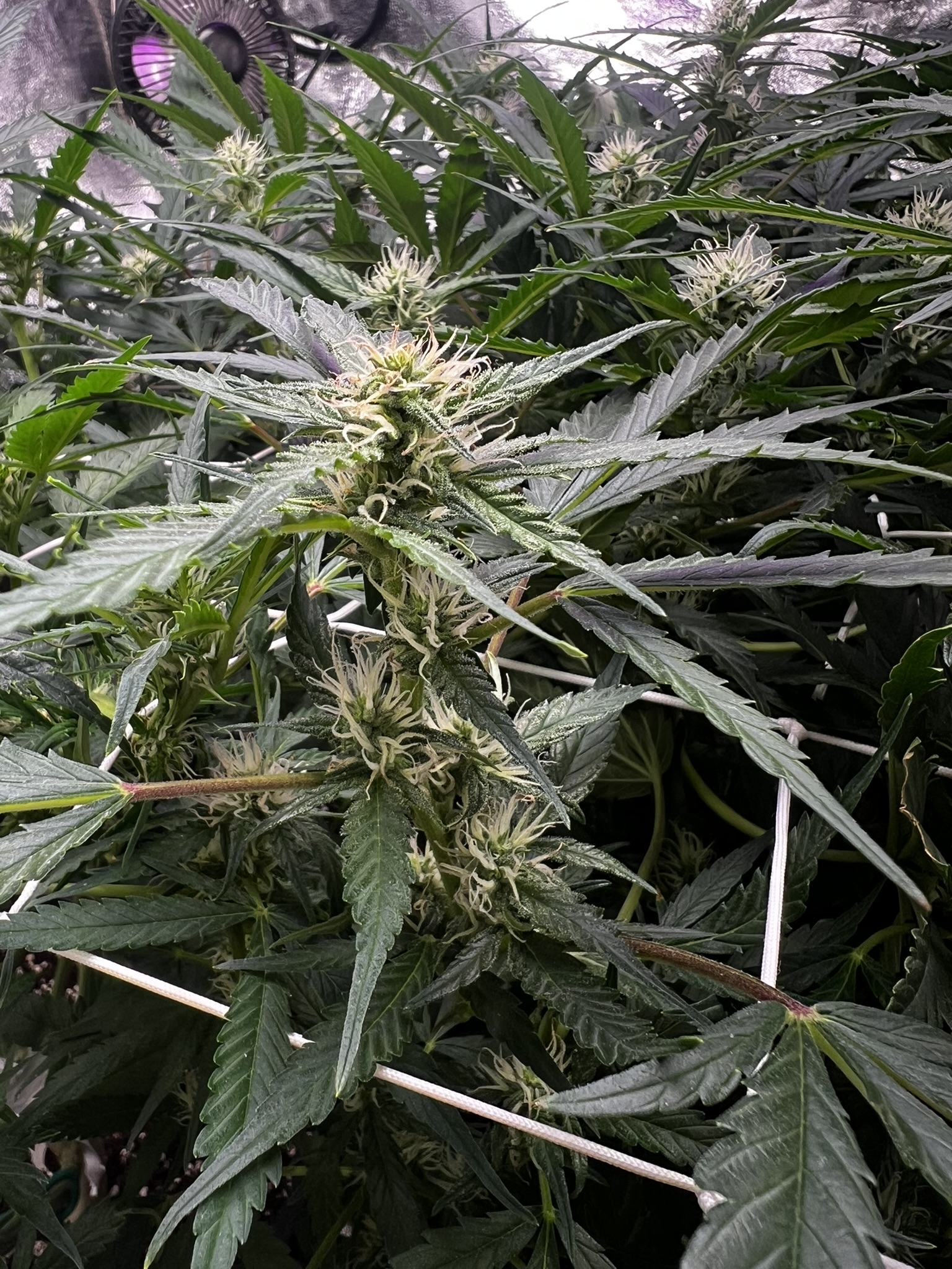 Harvest 3