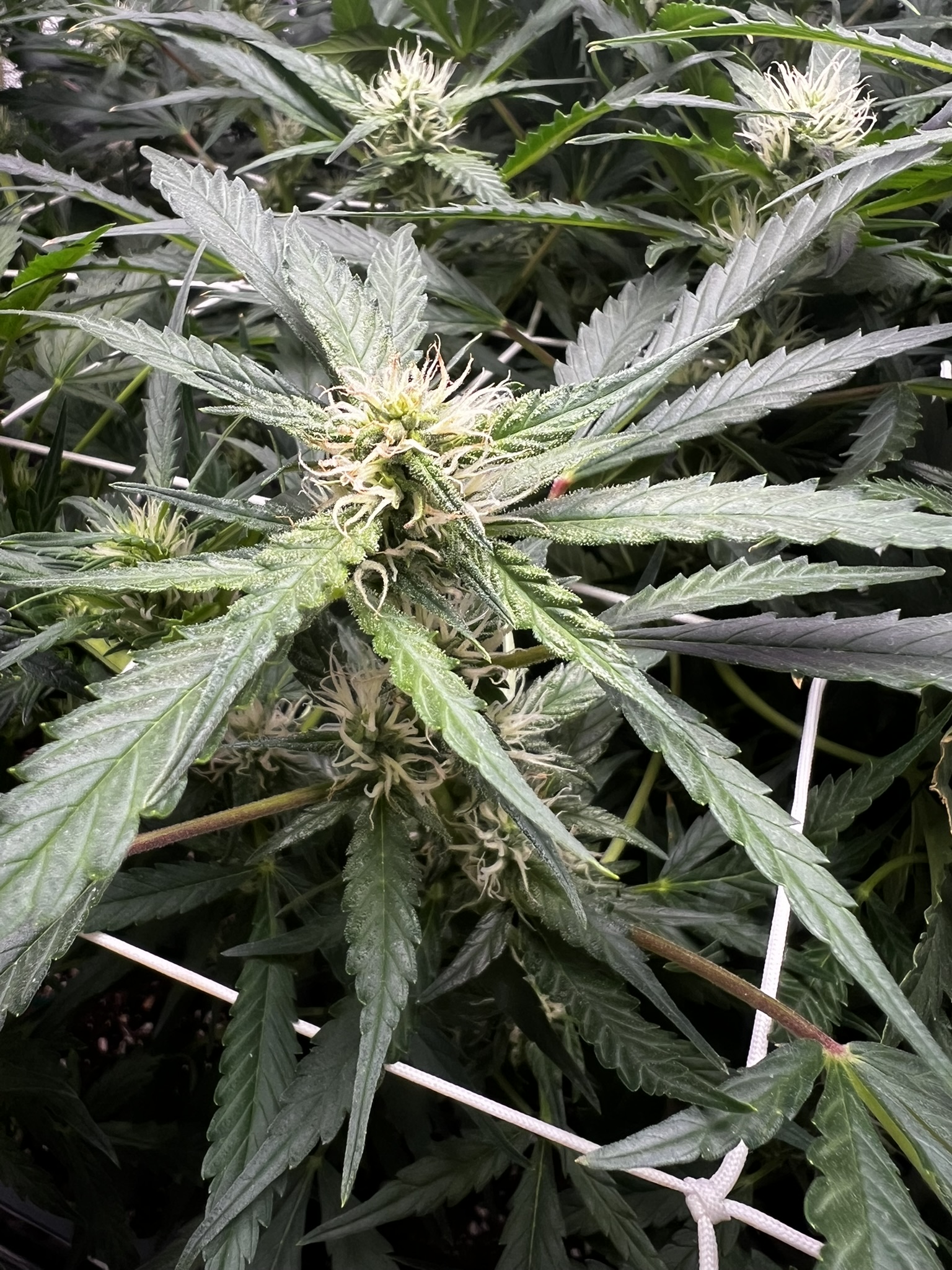Harvest 4