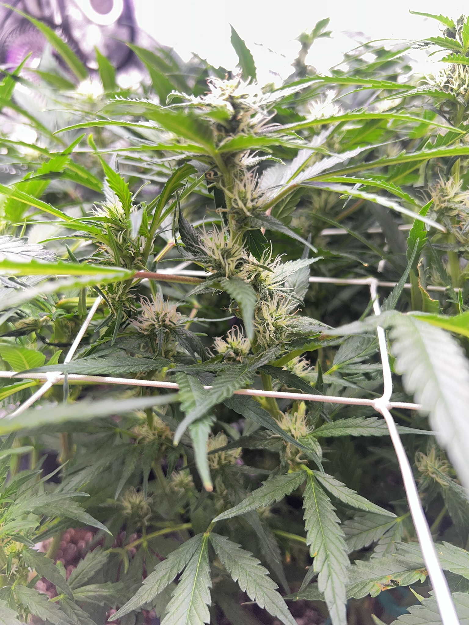Harvest 5
