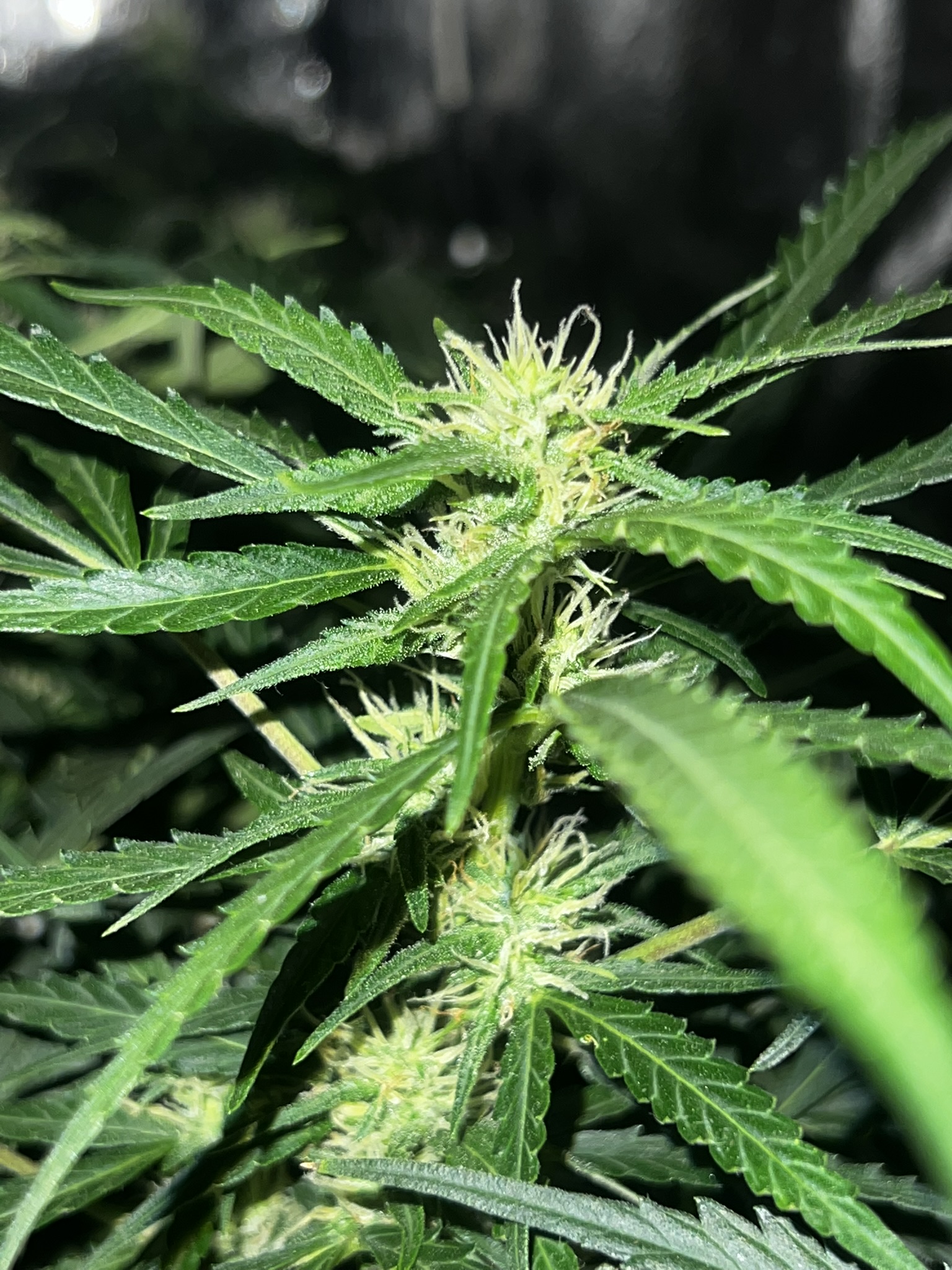 Harvest 6