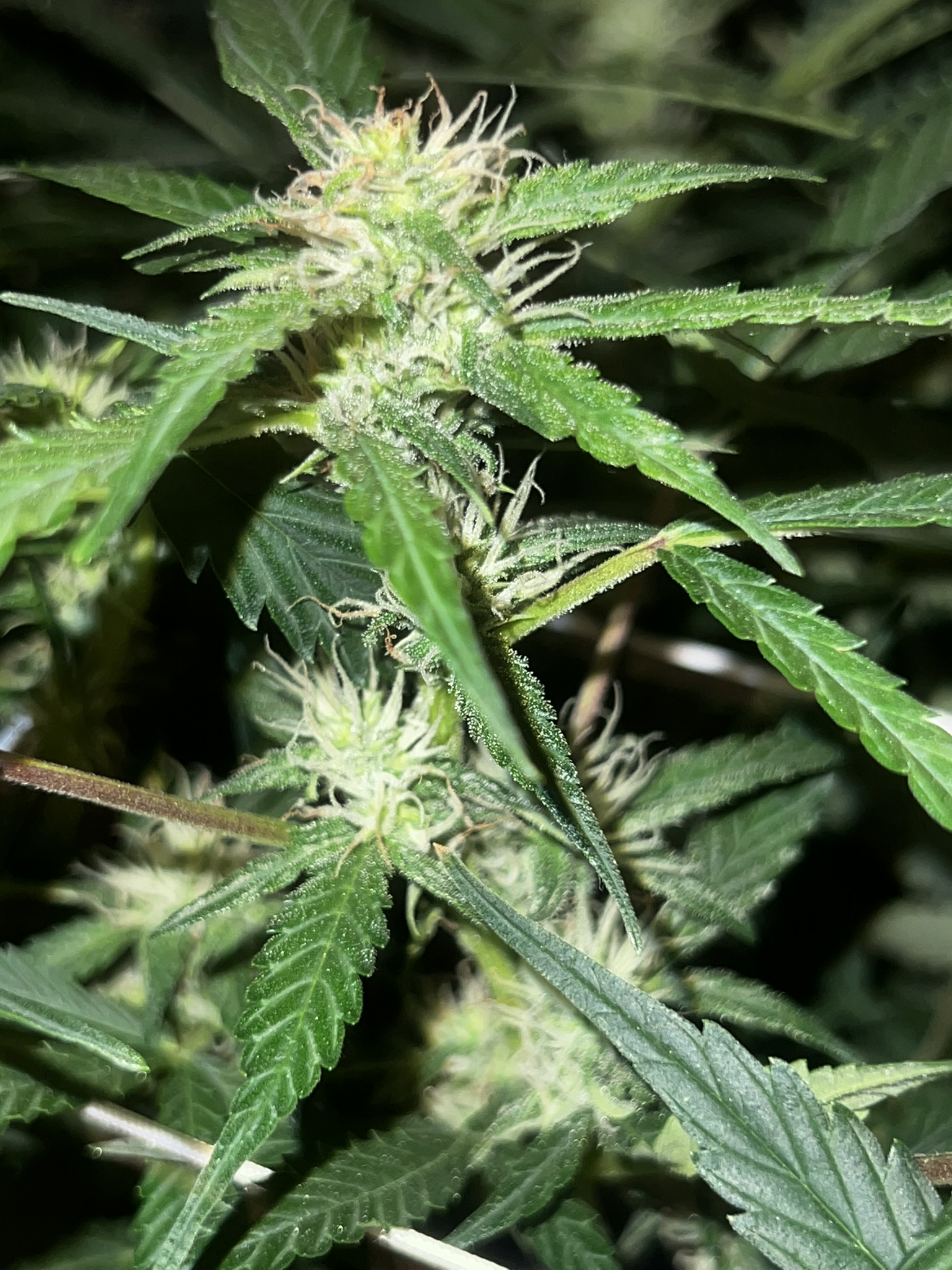 Harvest 7