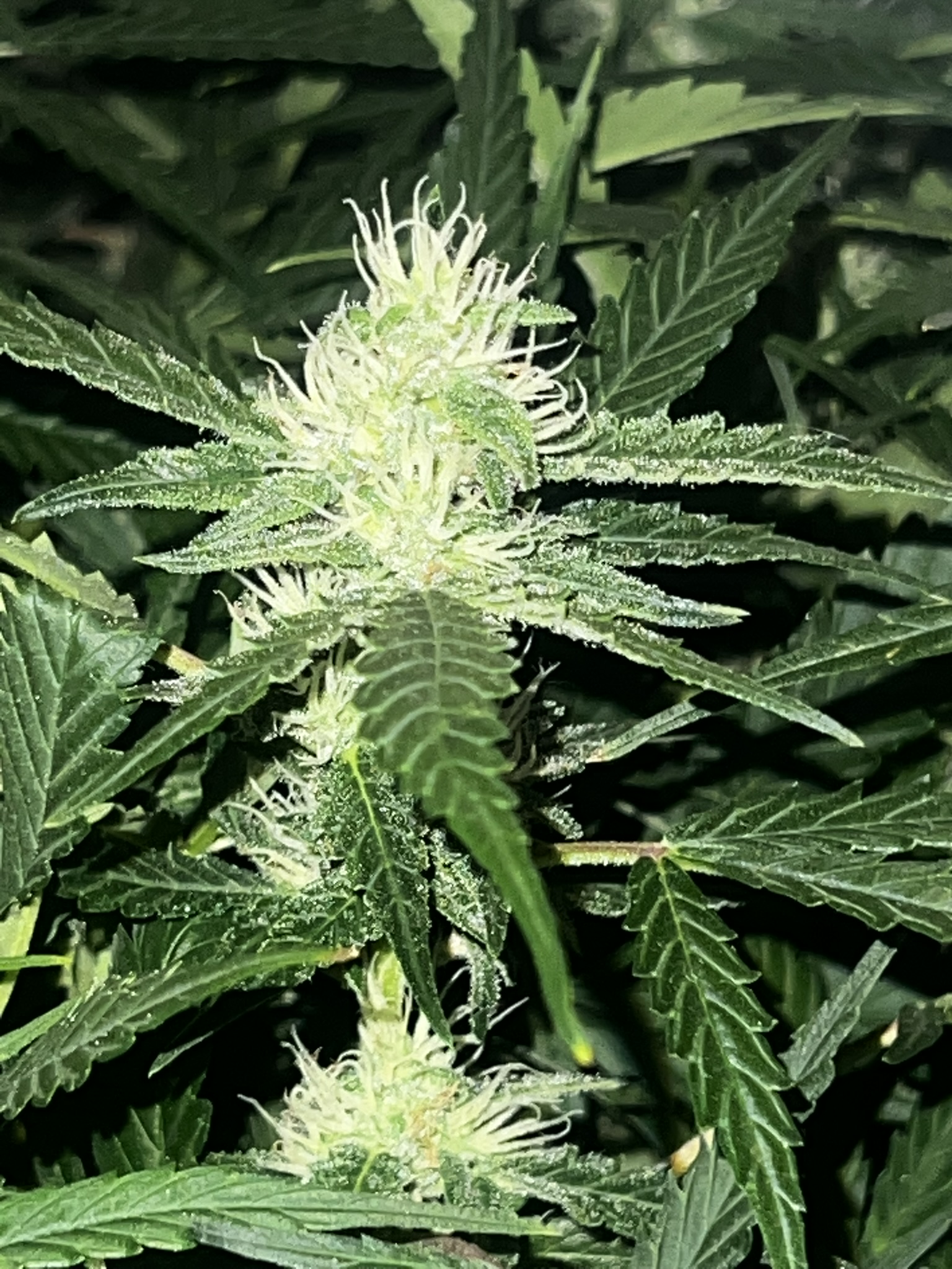 HARVEST COMPLETED 1