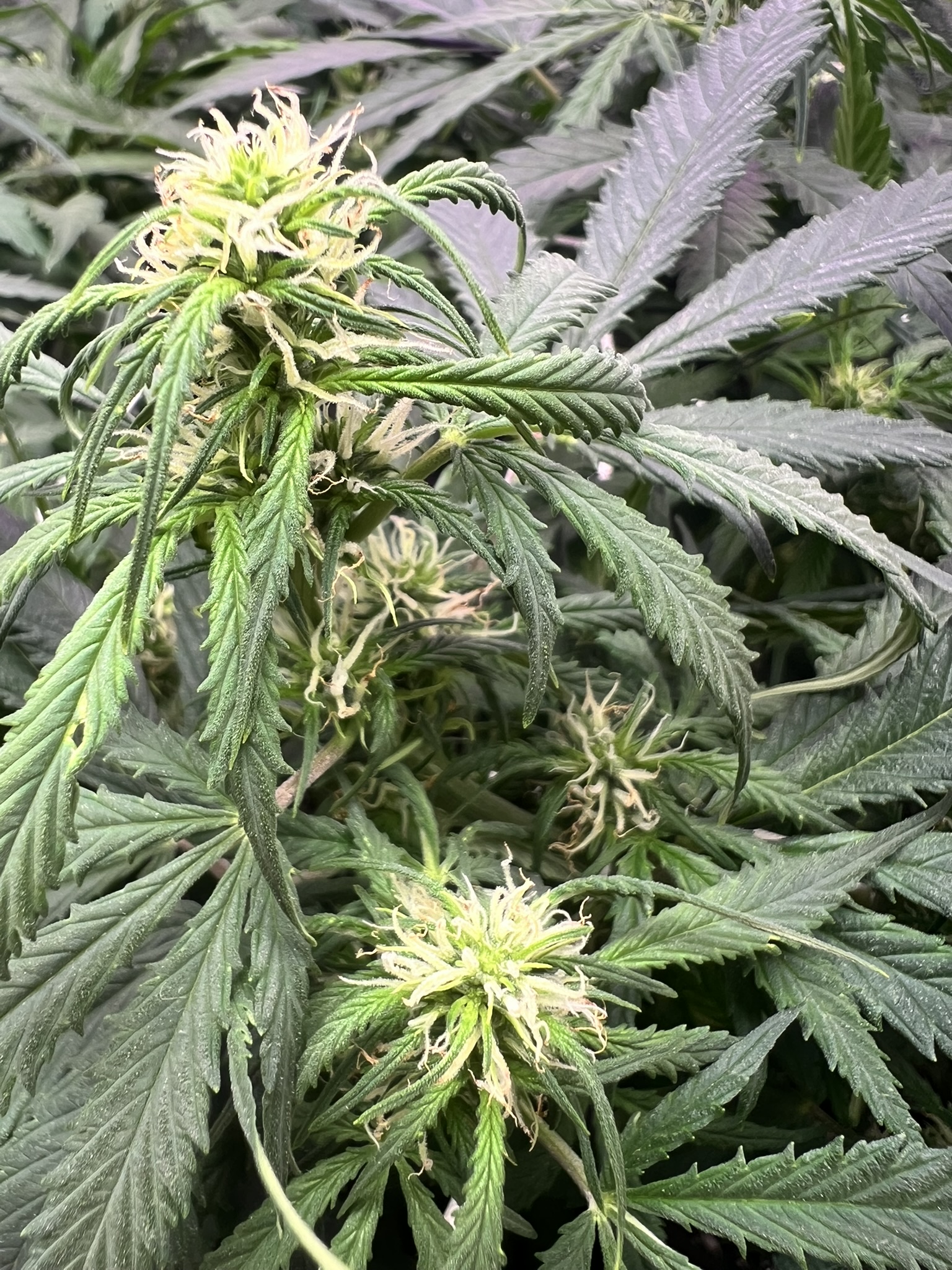 Indoor Bud 1