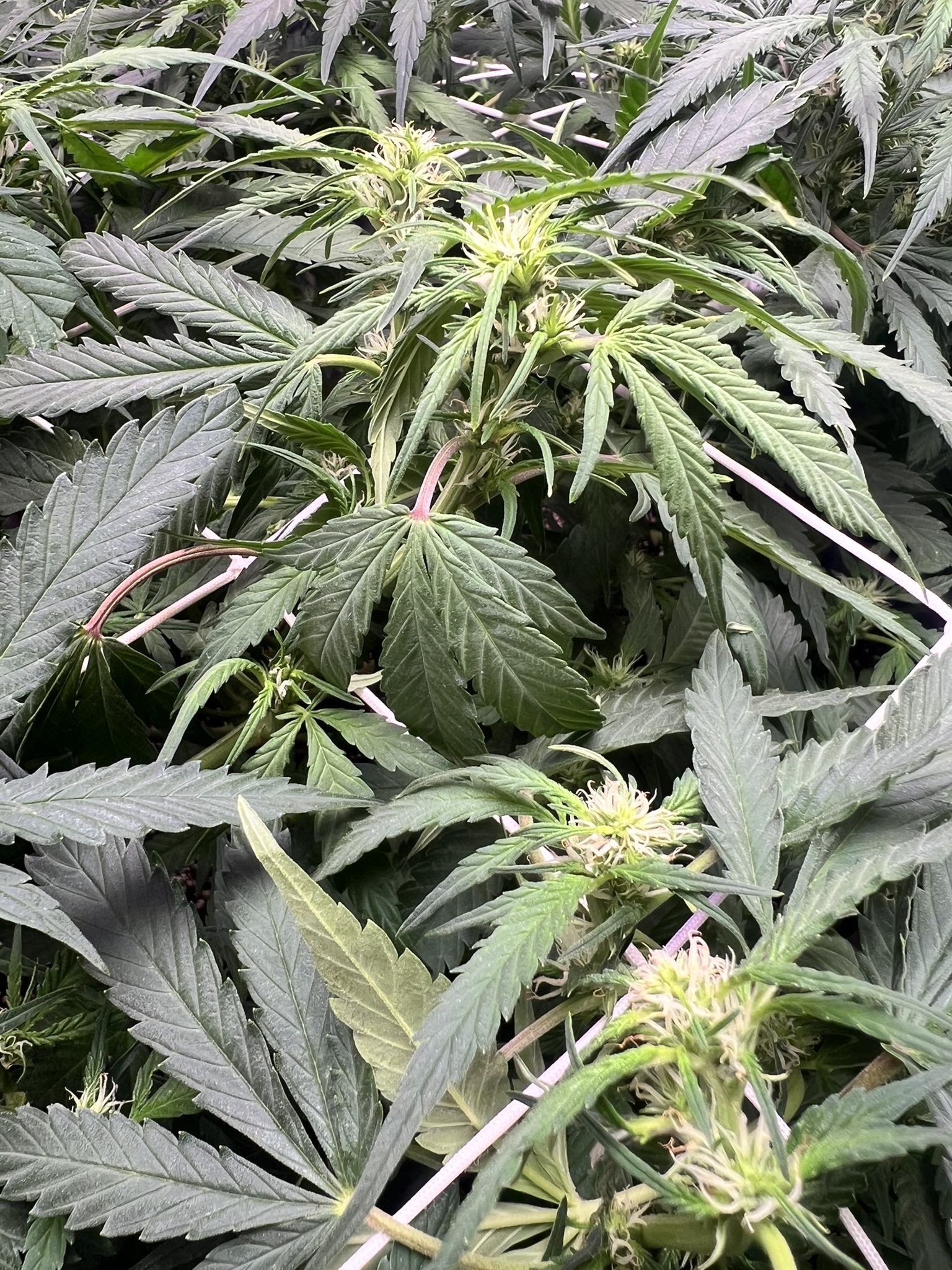Indoor Bud 2