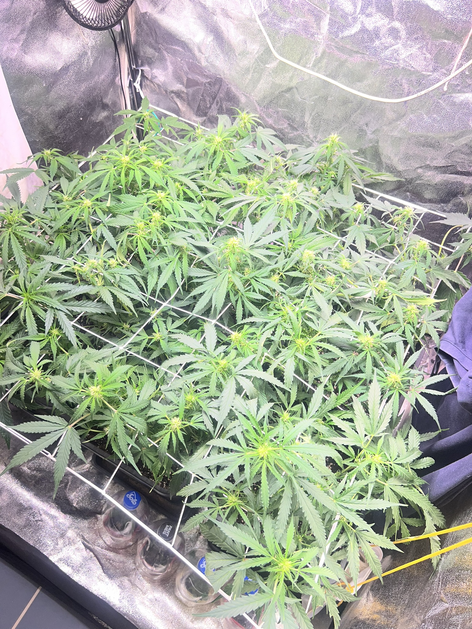 Indoor Bud 3