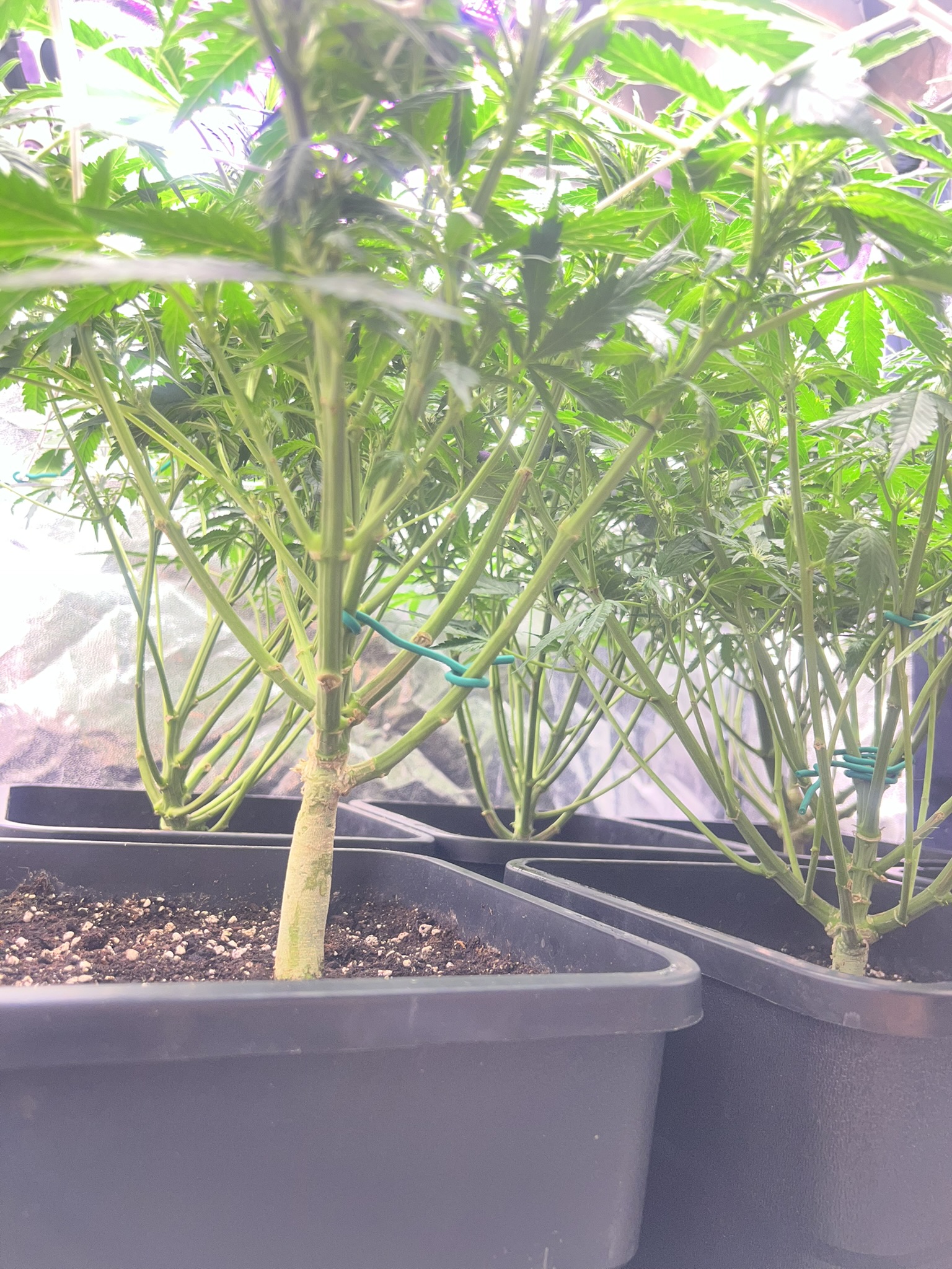 SCROG 1
