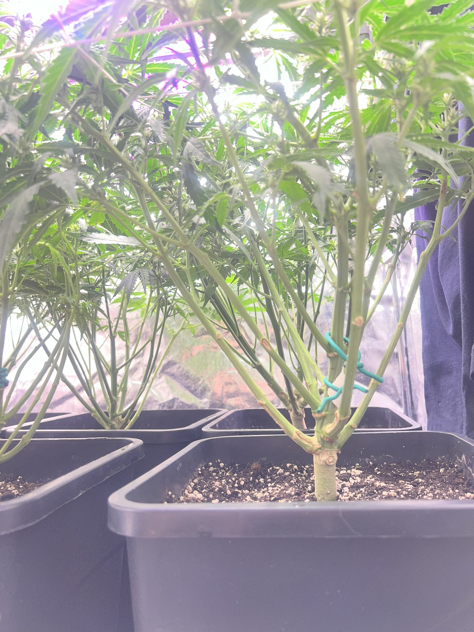 SCROG 2
