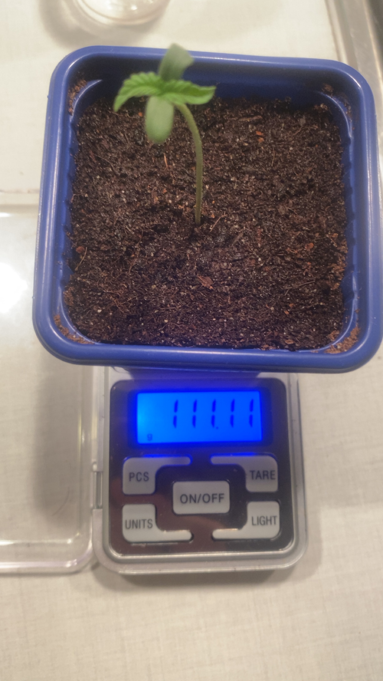 Seedling