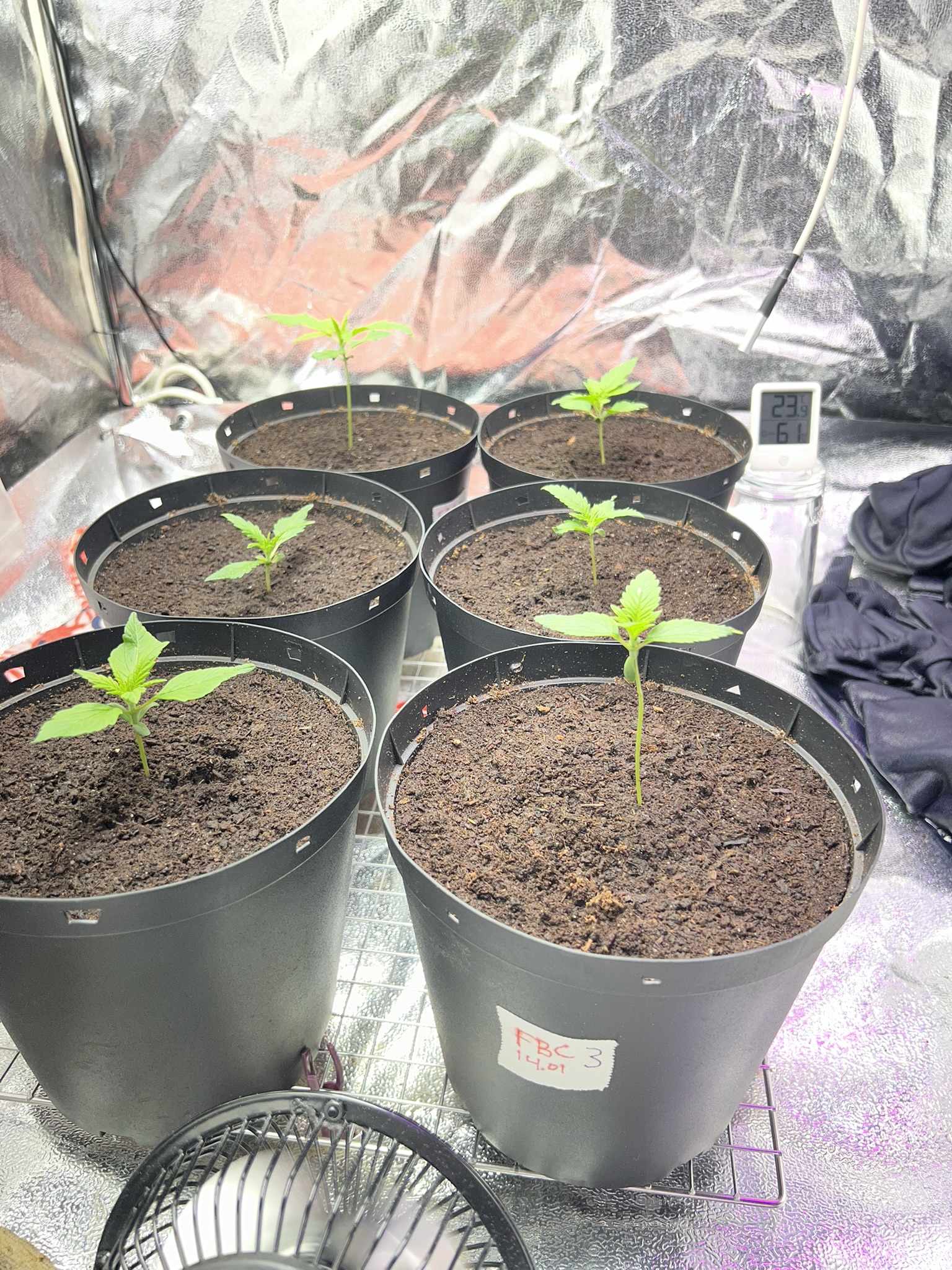 Transplant